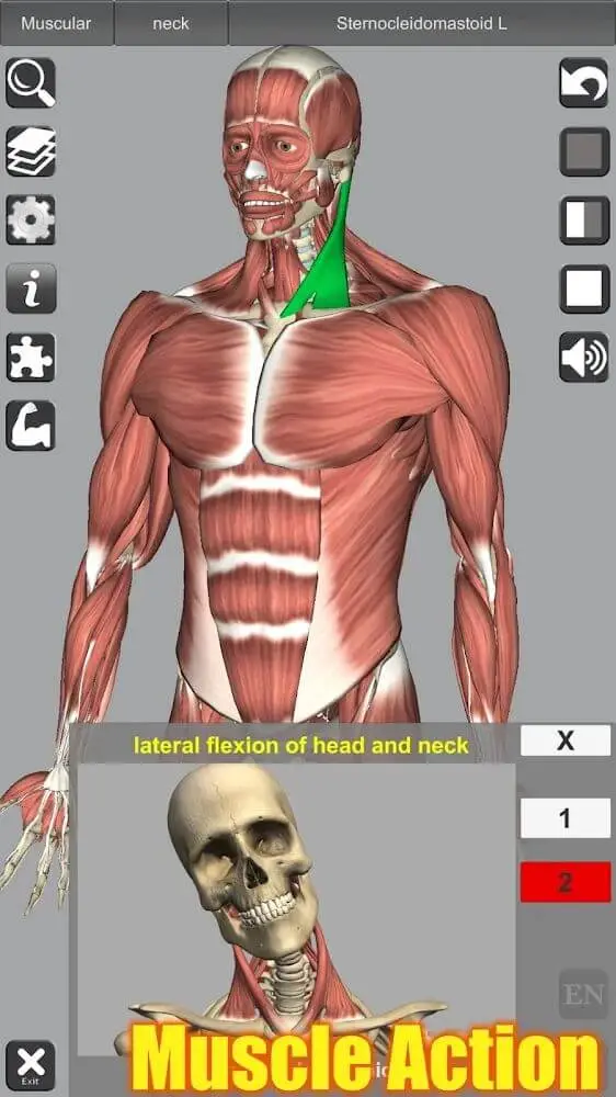 Screenshot of the 3D Anatomy app