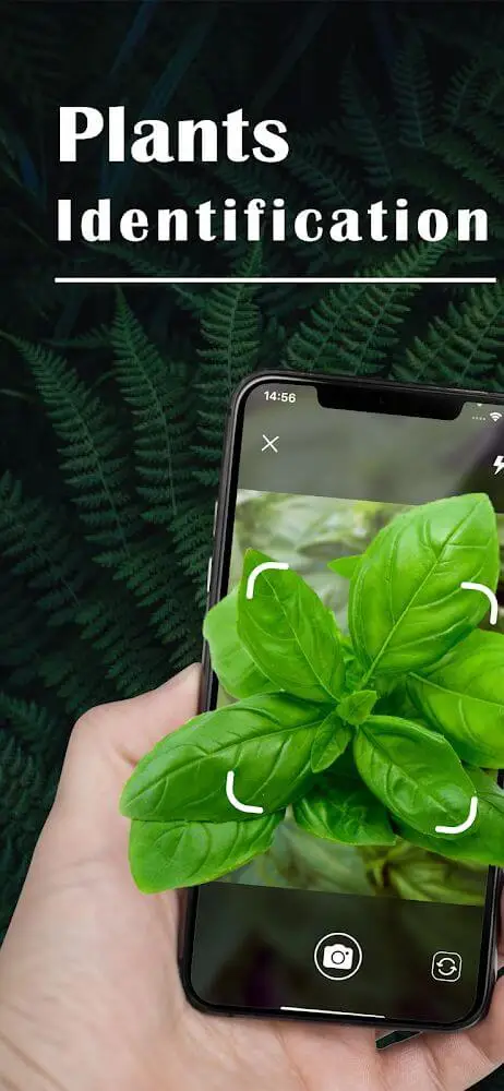 Screenshot of the Plant Identification app