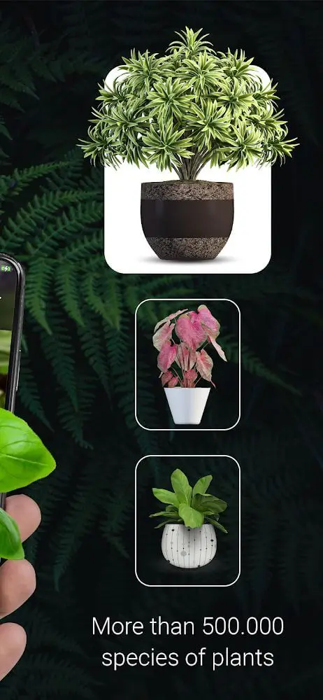Screenshot of the Plant Identification app