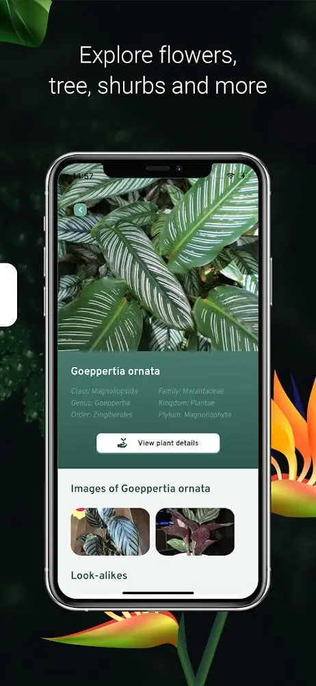 Screenshot of the Plant Identification app