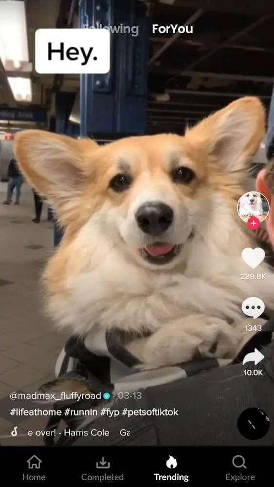 Screenshot of the Tmate - TikTok Downloader app